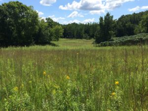 Big Bluestem