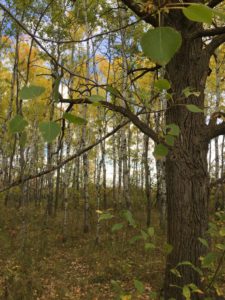 trees on property