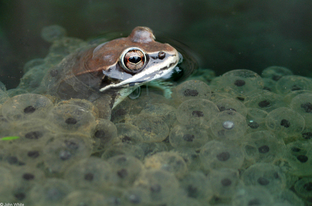 What’s a Vernal Pool?