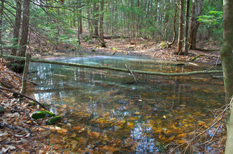 forested vernal pool