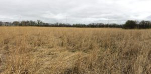 grass with trees in distance