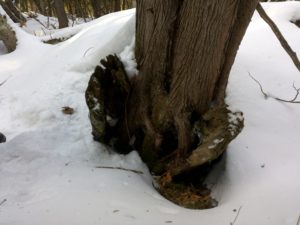 Fire scarring on a tree