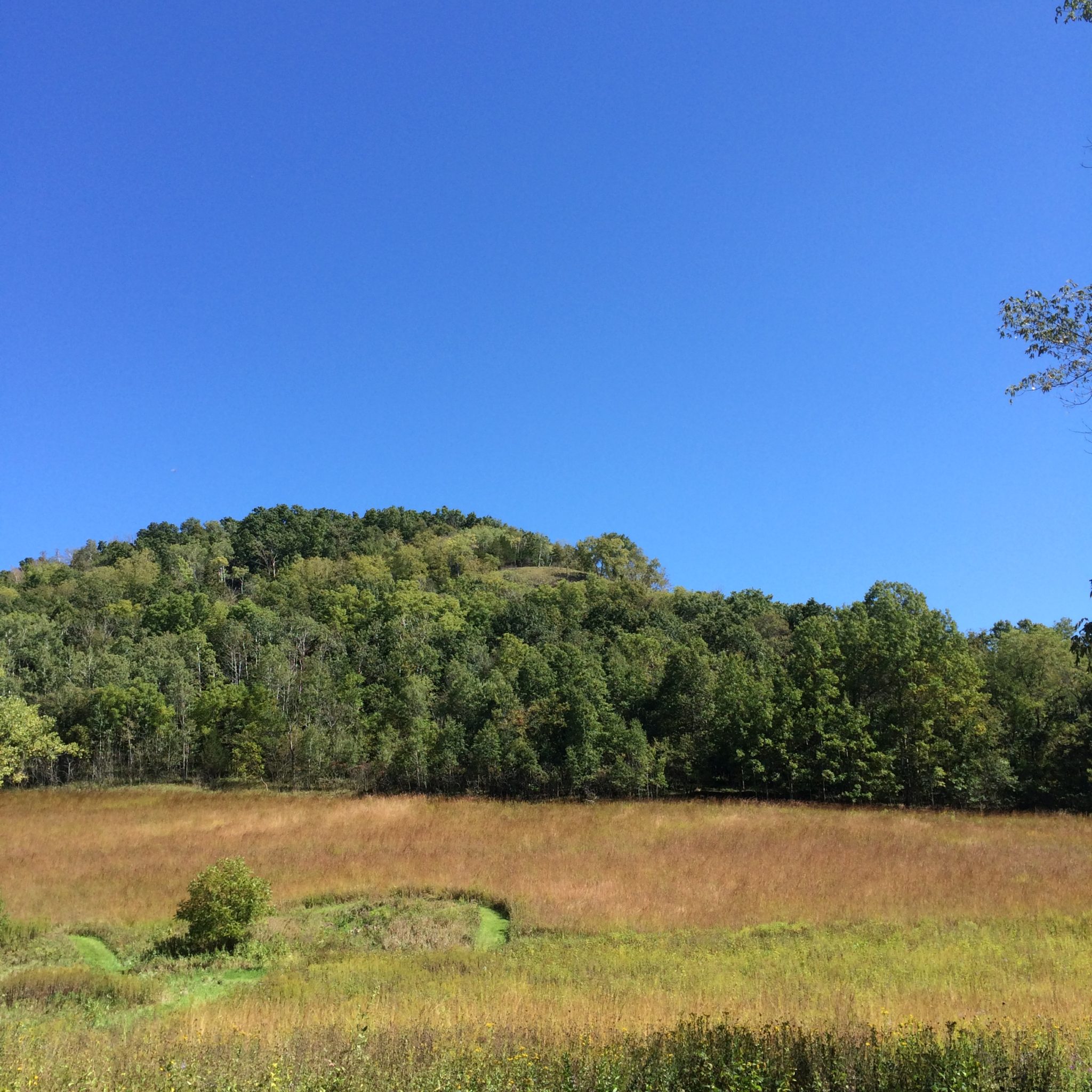 field and wooded bluff