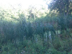 restored wetland