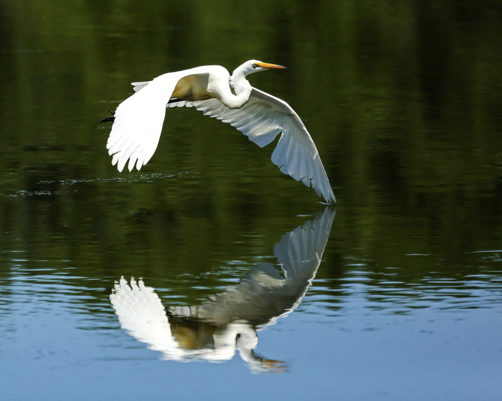 Great Egret flying over water