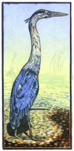 Great Blue Heron image by Ken Speckle