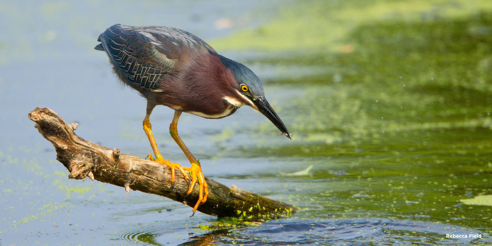 A bittern (bird) perches on a piece of wood in a lake hunting