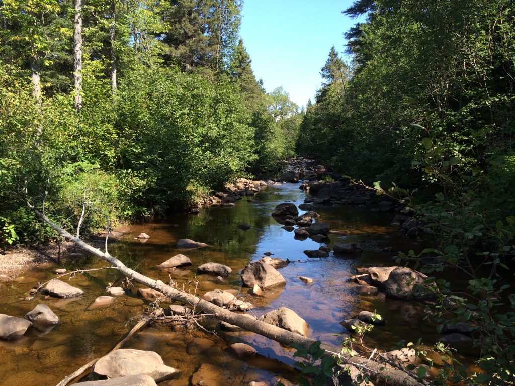 creek in woods