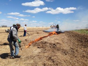 lighting the fire at prescribed prairie burn