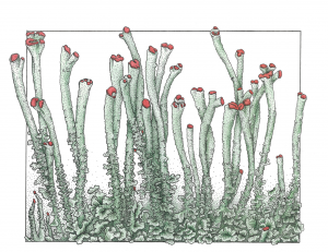 Cladonia cristatella