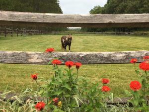 Mini horse looking through the fence with bordering red zinnias