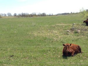 cow in field