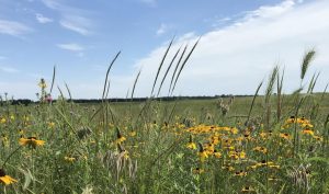 Restored prairie