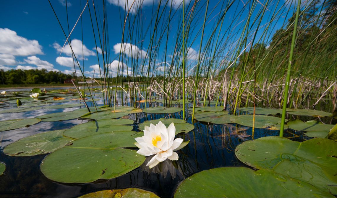 Lily pads and flowers in a northern Minnesota lake