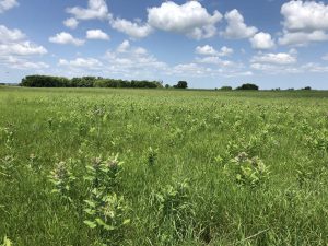 Milkweed fields