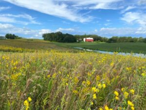 A red barn in the distance under a blue sky, with a water body and prairie full of yellow flowers in the foreground