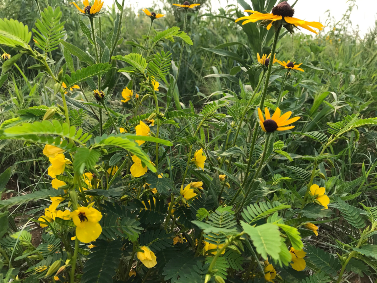 A wild tangle of yellow prairie flowers