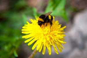 Rusty-patched bumblebee on a dandelion