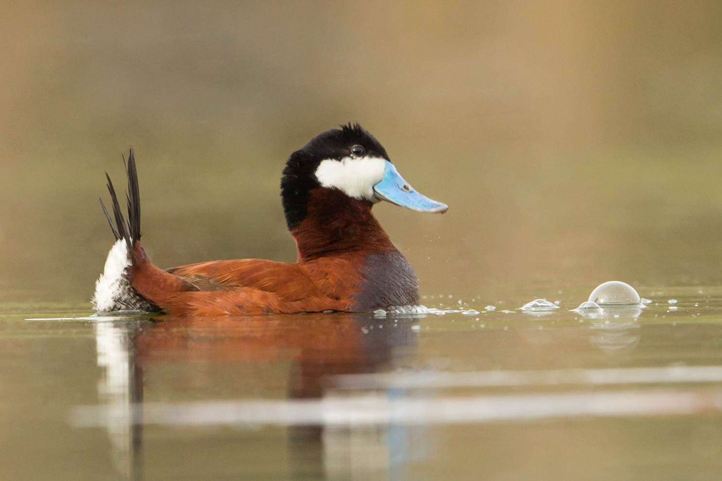 Ruddy duck