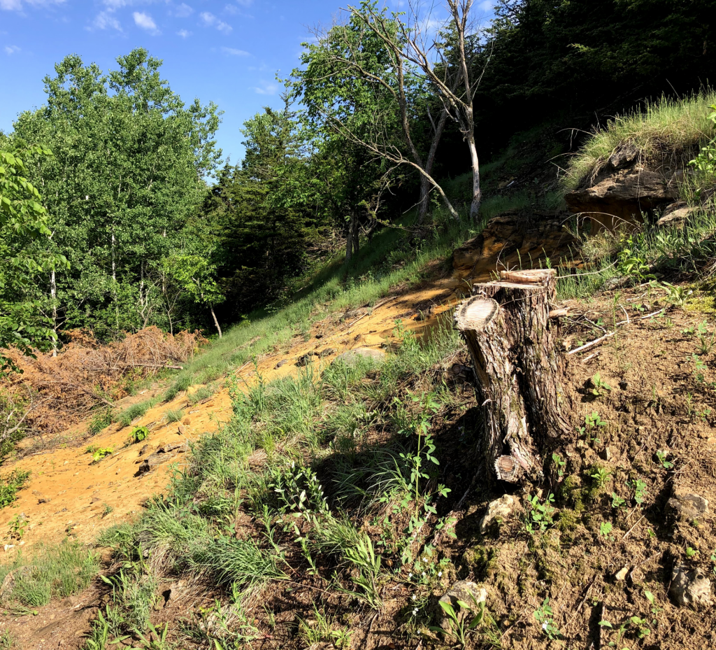 Steep hillside with a tree cut down