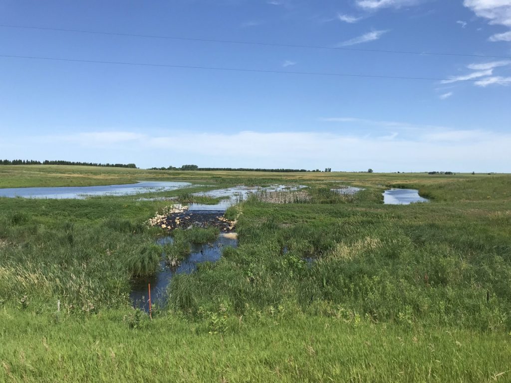 wetland area