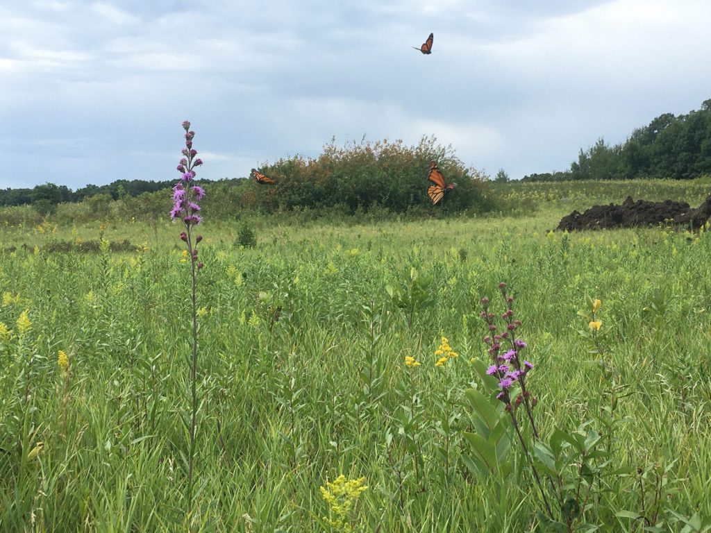 Monarchs and blazing stars