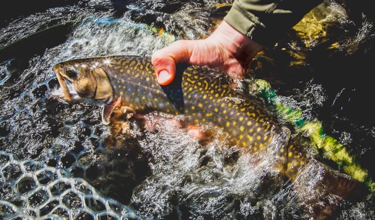 A colorful brook trout