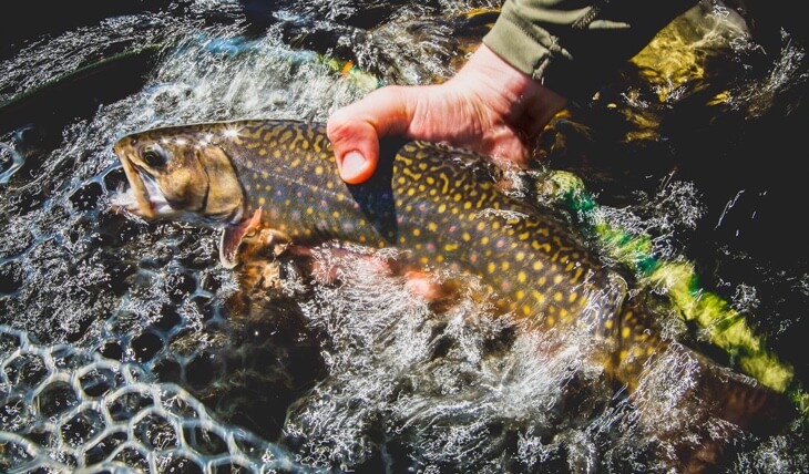 Forest Restoration Helps Minnesota Trout Streams