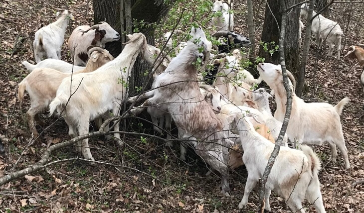 Goats surrounding small trees and eating them