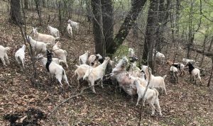 Goats surround an invasive shrub and eat it