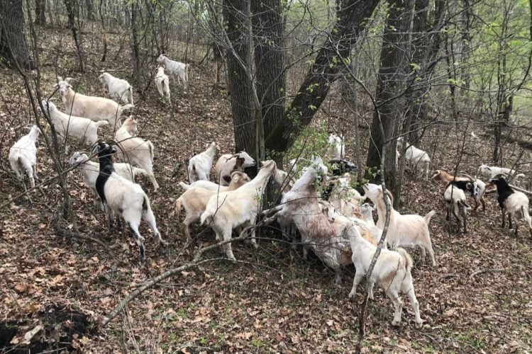 Goats surround an invasive shrub and eat it
