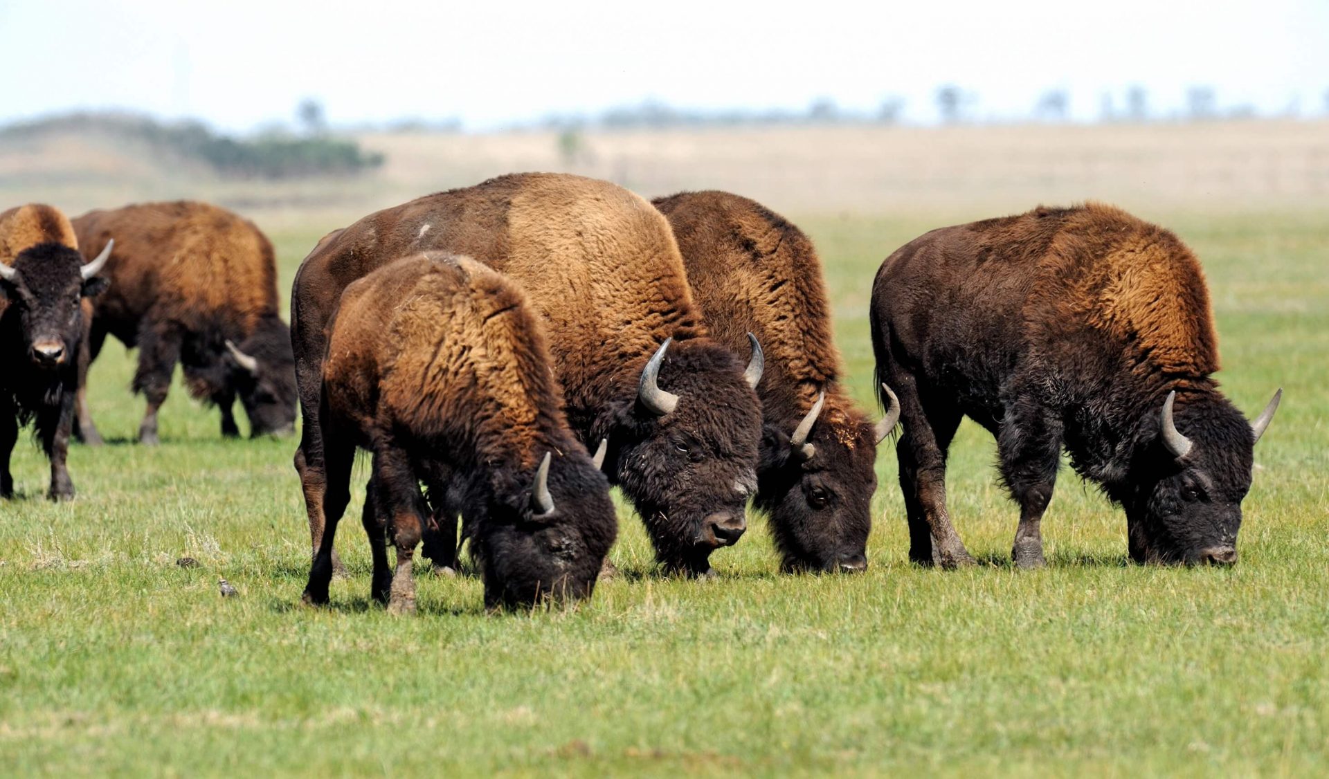 Herd of bison grazing over grassland