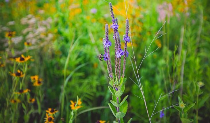 Black eyed Susans and purple wildflowers in native prairie field