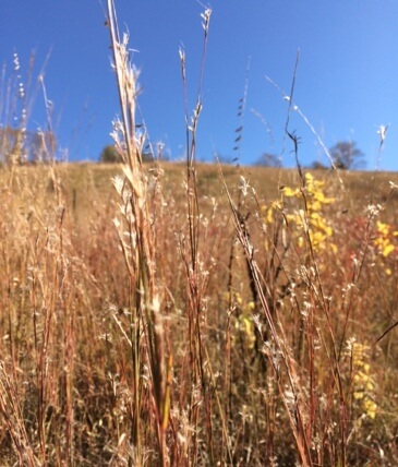 Close up of native prairie grasses