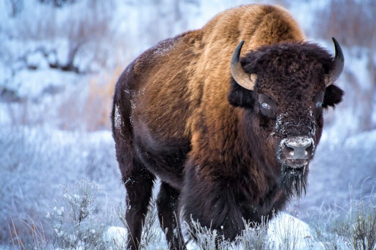 Adult bison in front of winterscape
