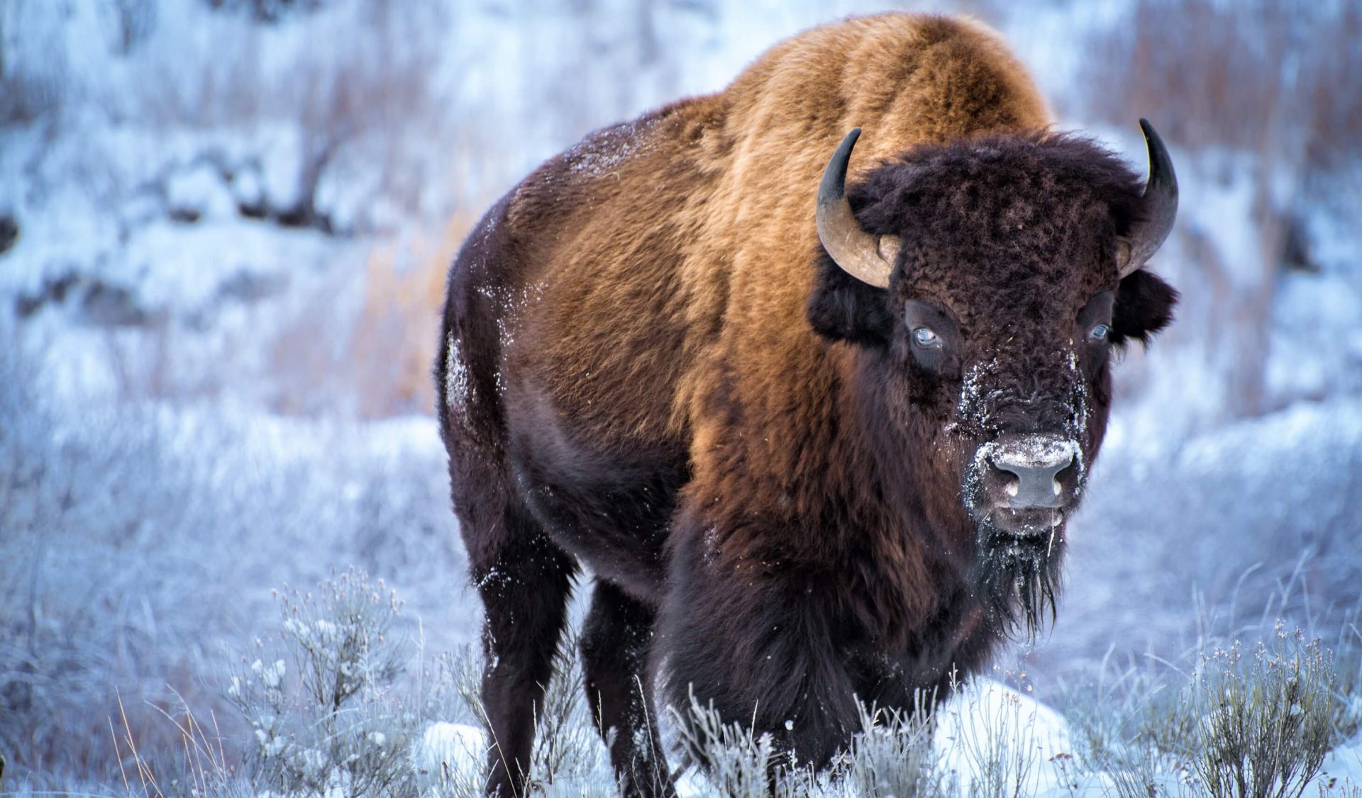 Adult bison in front of winterscape