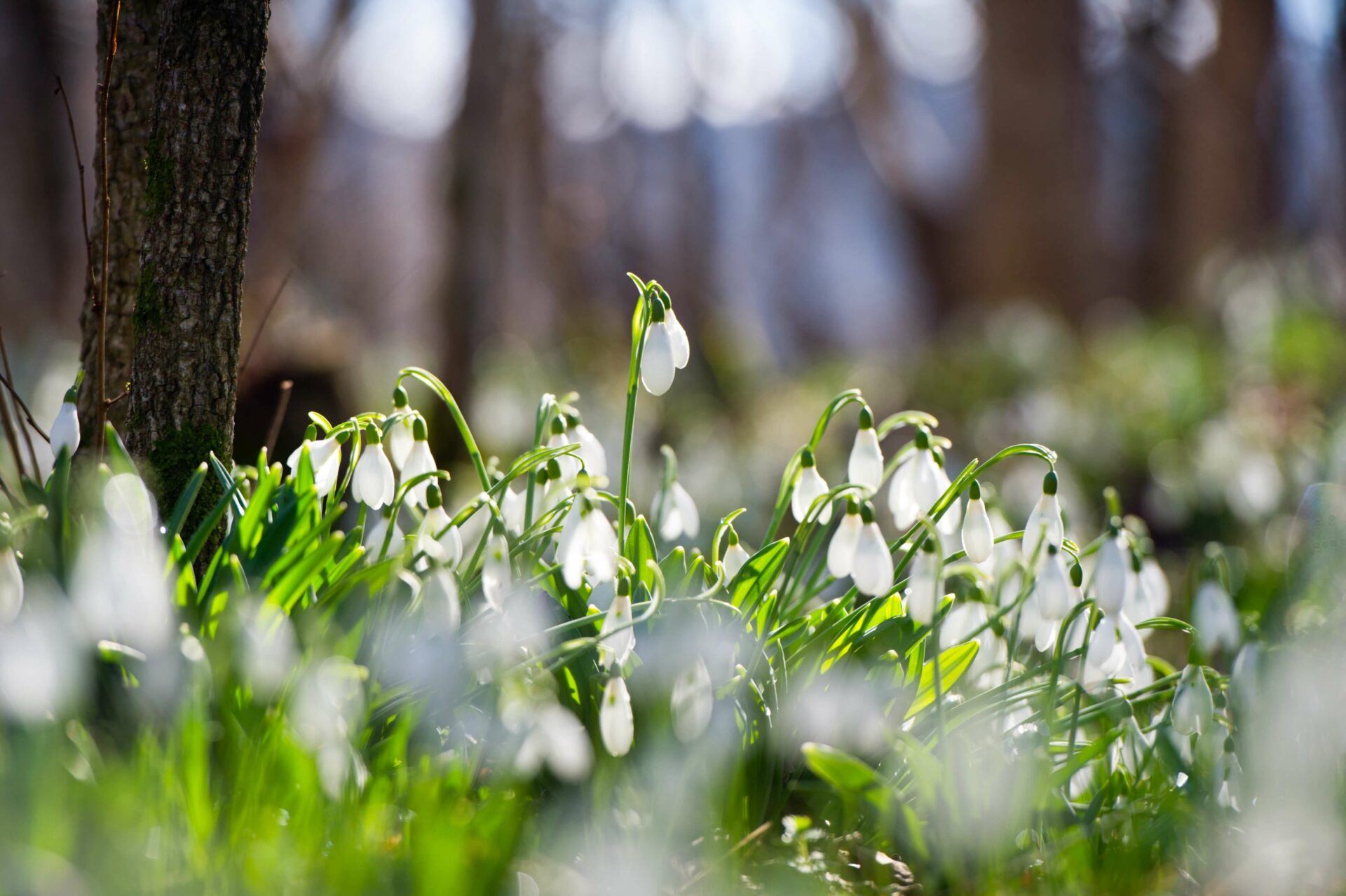 Snow drop flowers, white petals, in the sunlight in a forest