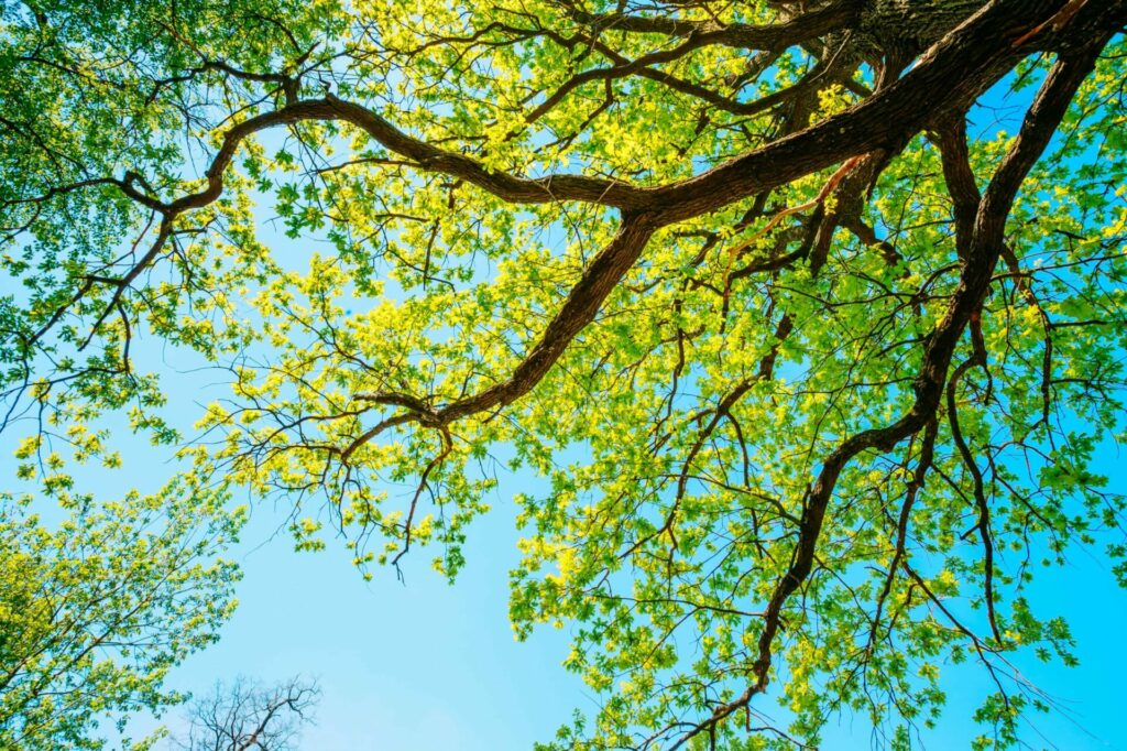 Looking up at an oak tree branch with bright green leaves and a bright blue sky background