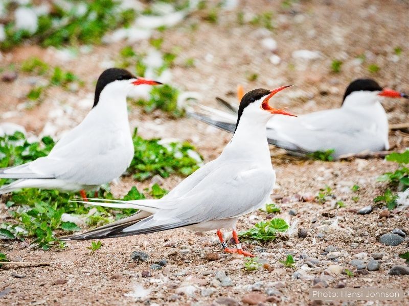 A photo of three common terns standing on a gravel shoreline surface with some short, green vegetation.