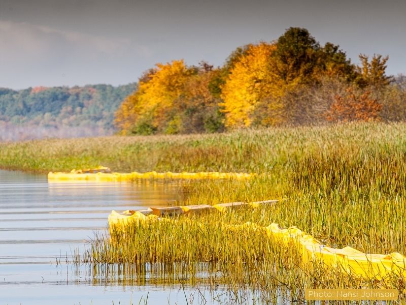 A photo of wild rice beds in shallow water separated from the rest of the waterway by yellow construction barrier - with fall-colored trees in the background.