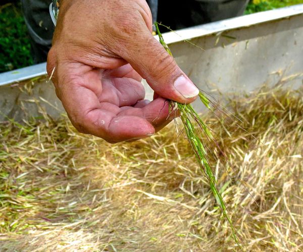 Close up photo of a hand holding a stalk of manoomin (wild rice) that is green on a background of manoomin grains a boat. 