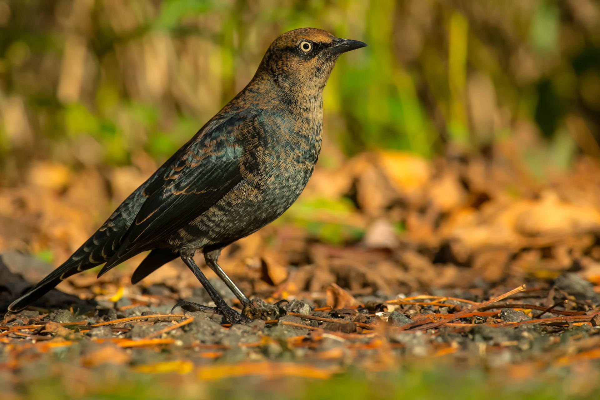 rusty blackbird