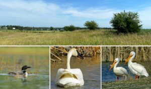 Four-photo array depicting a grass landscape with wetlands in background, common loon, trumpeter swan, and pelicans