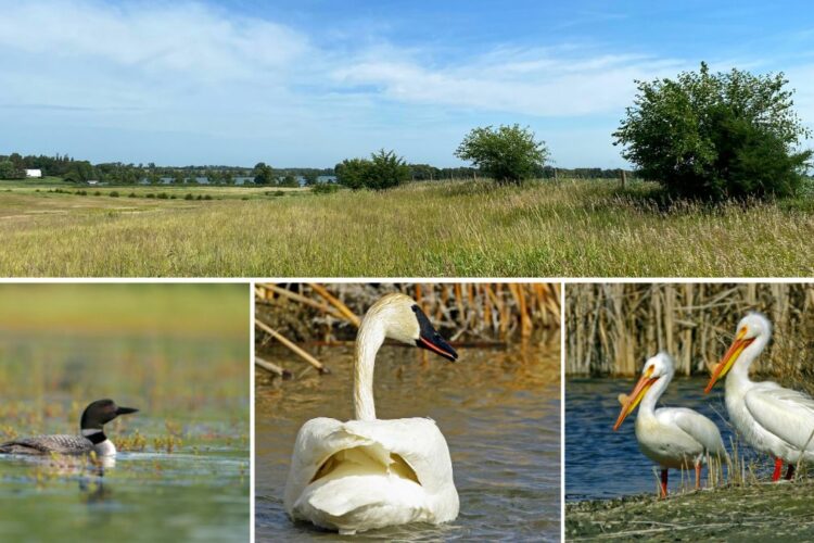 Four-photo array depicting a grass landscape with wetlands in background, common loon, trumpeter swan, and pelicans