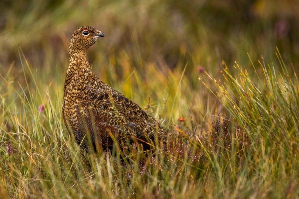 Grouse in a field