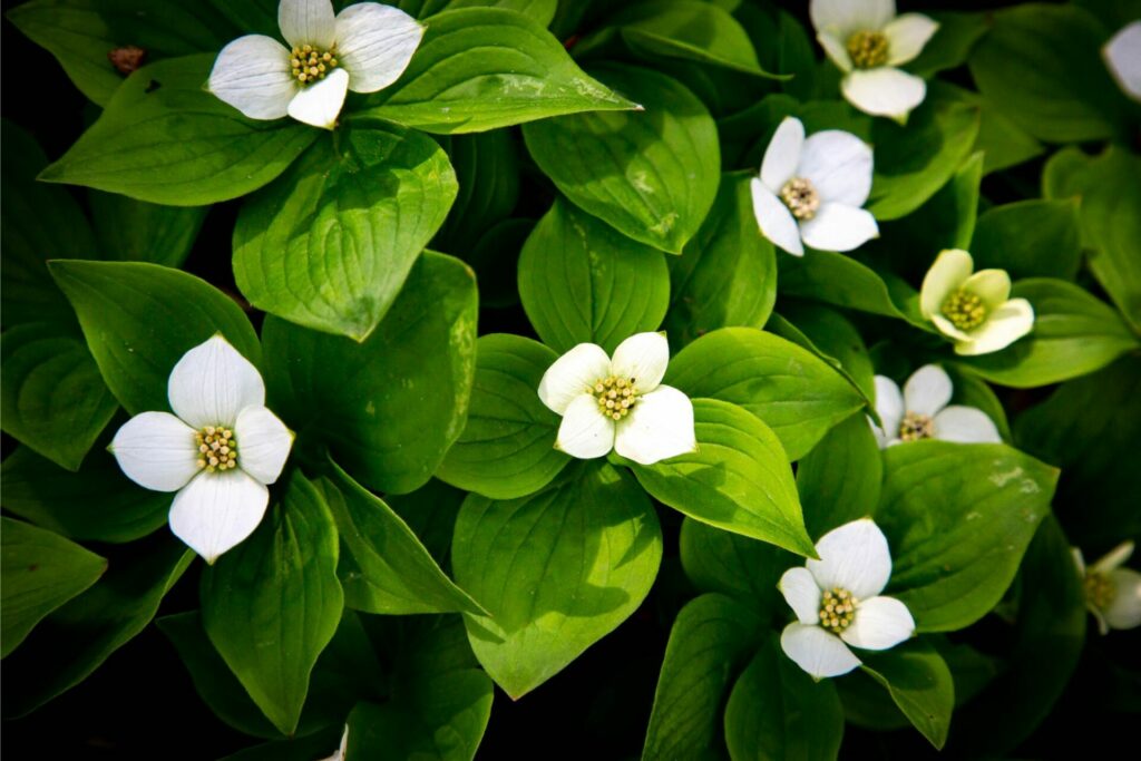 Green foliage with white flowers