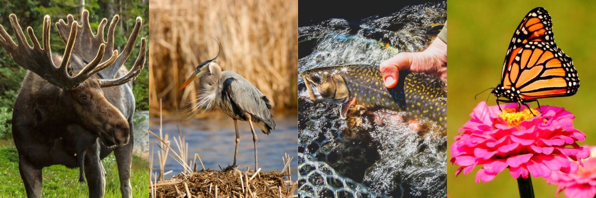 Four image panel including a moose, great blue heron, brook trout, and monarch butterfly