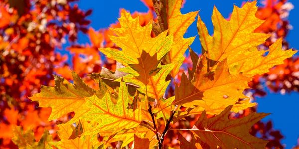 Yellow oak leaves on a vibrant blue sky