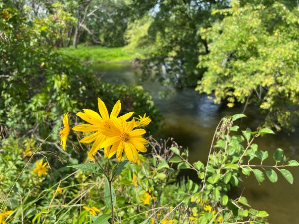 Yellow flower in the foreground with a river and lush green vegetation surrounding it in the background