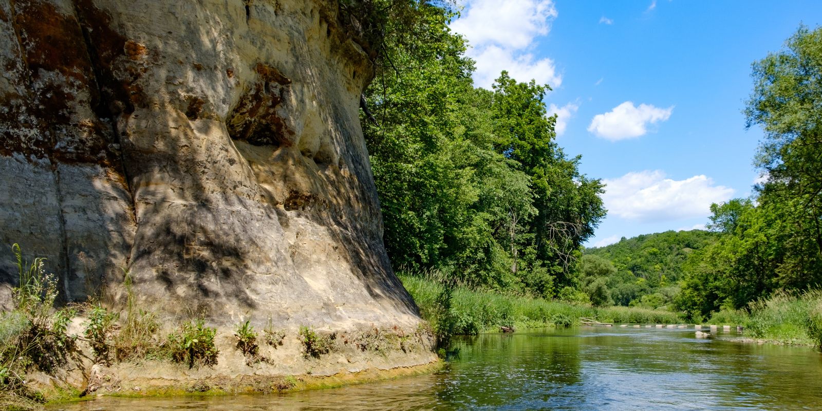 Forest Restoration Helps Minnesota Trout Streams